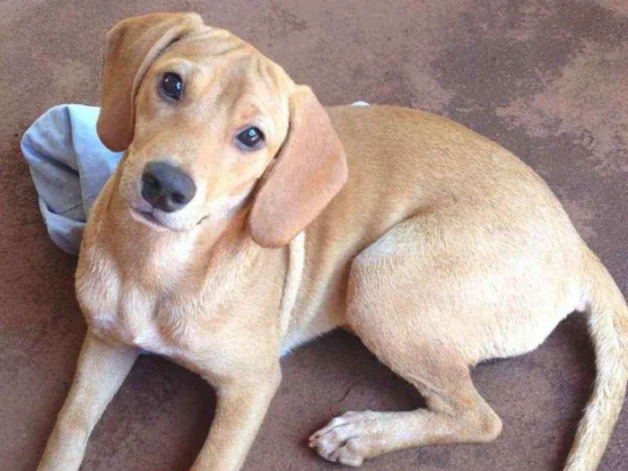Cachorro ra a Vira lata  idade 4 anos nome Antena