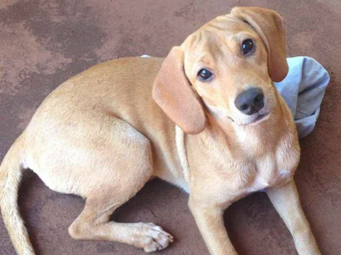 Cachorro ra a Vira lata  idade 4 anos nome Antena