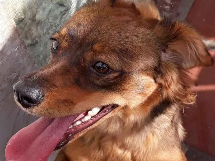 Cachorro ra a SDR idade 7 a 11 meses nome sem nome