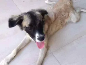 Cachorro raça nao identificada idade 7 a 11 meses nome sem