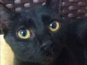 Gato raça srd idade 1 ano nome Scarlet