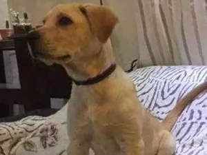 Cachorro raça Labrador idade 2 a 6 meses nome Simba