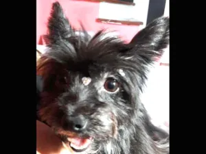 Cachorro raça MICRO YORK idade 3 anos nome PINK