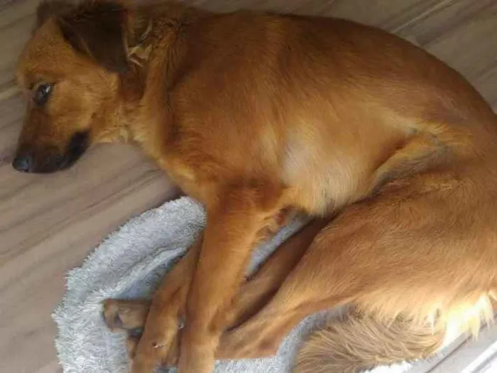 Cachorro ra a VIRA-LATA idade 1 ano nome MEL