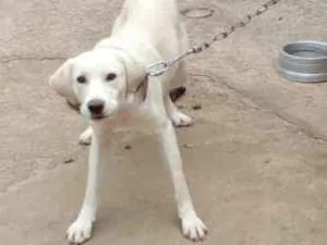 Cachorro raça Filhote de labrador  idade 1 ano nome Bethovem