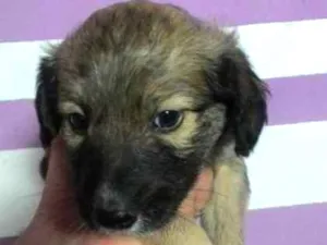 Cachorro raça sem raça idade Abaixo de 2 meses nome urso
