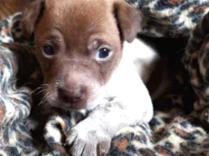 Cachorro raça Vira lata  idade Abaixo de 2 meses nome Nenhum
