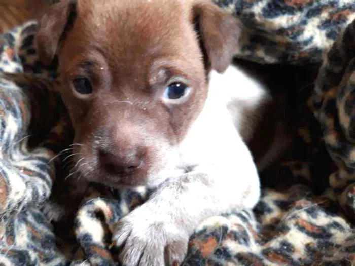 Cachorro ra a Vira lata  idade Abaixo de 2 meses nome Nenhum