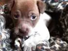 Cachorro raça Vira lata  idade Abaixo de 2 meses nome Nenhum