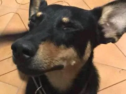 Cachorro ra a SRD idade 1 ano nome Borel