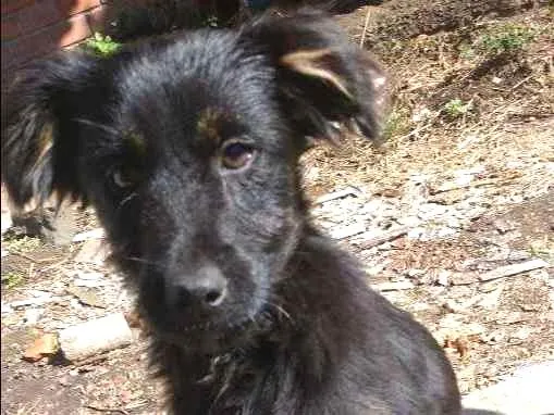 Cachorro ra a SRD (sem raça definida) idade 7 a 11 meses nome Pretinha e Pernalong