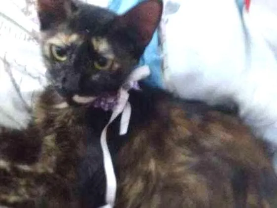 Gato raça  idade 2 a 6 meses nome Marceline