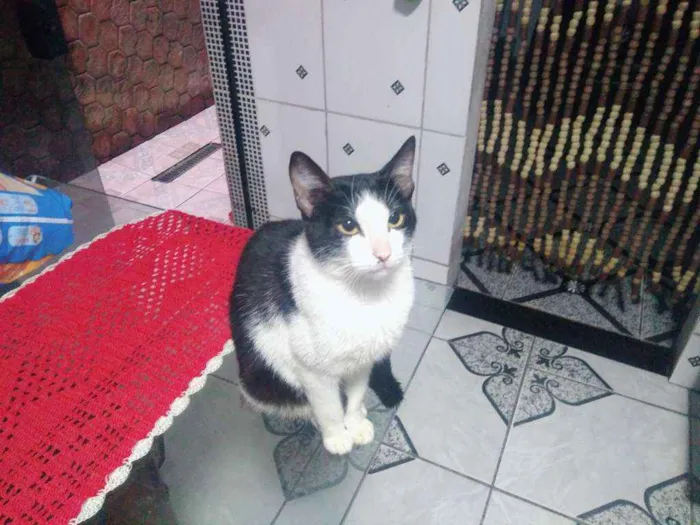 Gato ra a gato de rua .  idade 7 a 11 meses nome Não tem nome 