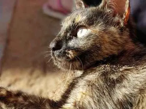Gato ra a idade 7 a 11 meses nome Milly
