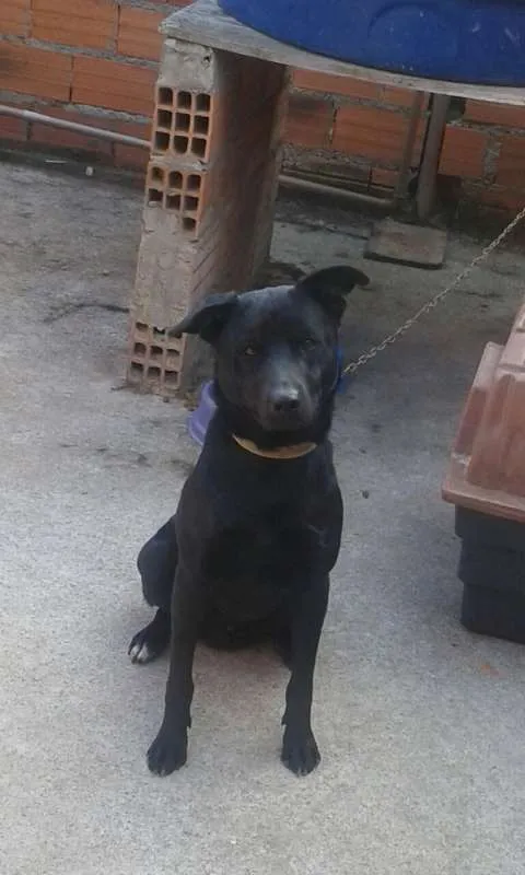 Cachorro raça VIRA LATASRD idade 1 ano nome MARLEY