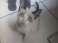 Menina