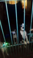 Snoop, toby, pipoca