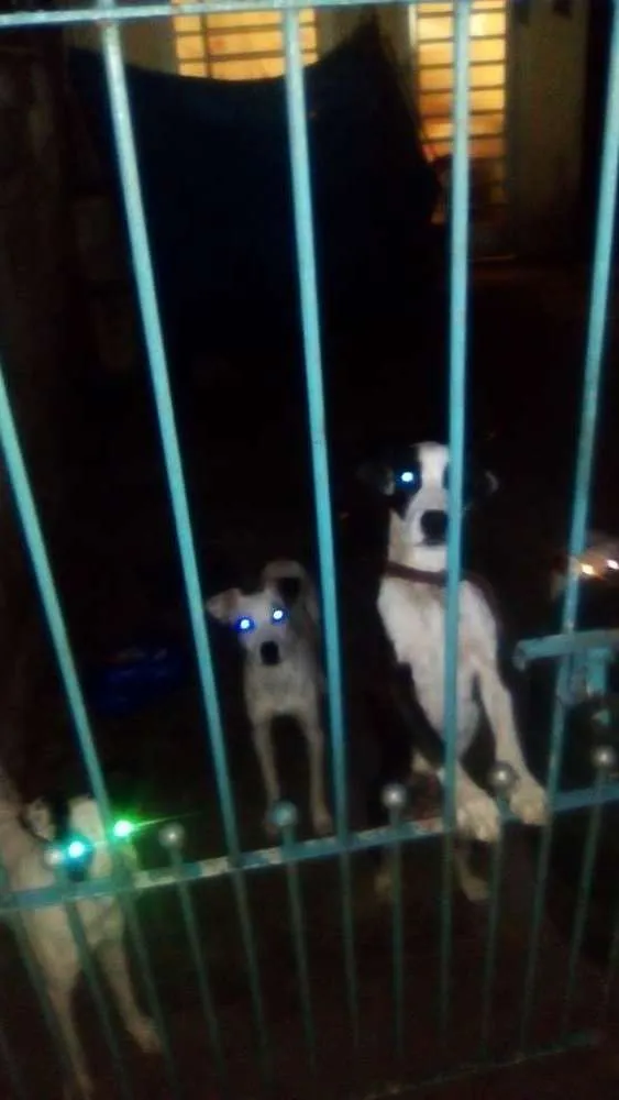 Cachorro ra a Vira-lata idade 1 ano nome Snoop, toby, pipoca