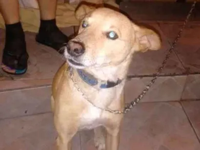 Cachorro raça SRD idade 6 ou mais anos nome Rex