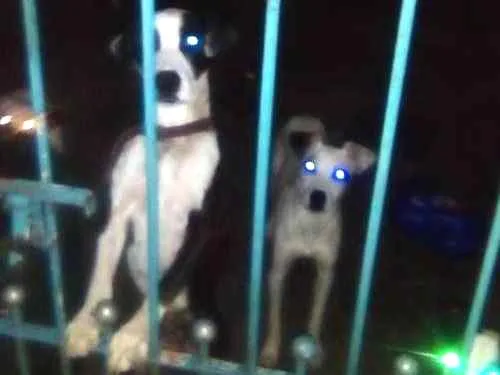 Cachorro ra a Vira-lata idade 1 ano nome Snoop, toby, pipoca