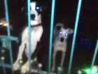 Cachorro raça Vira-lata idade 1 ano nome Snoop, toby, pipoca