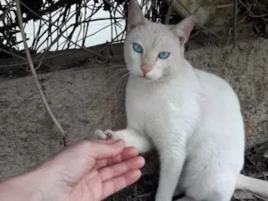 Gato raça Srd idade 7 a 11 meses nome Branco