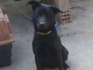 Cachorro raça VIRA LATASRD idade 1 ano nome MARLEY