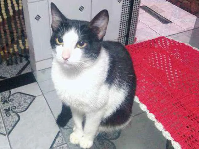Gato ra a gato de rua .  idade 7 a 11 meses nome Não tem nome 