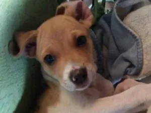 Cachorro raça ND idade 2 a 6 meses nome Theo 