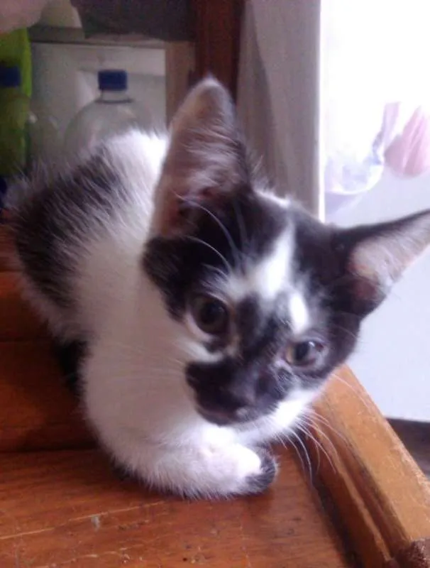 Gato ra a Indefinida idade 2 a 6 meses nome Sem Nome