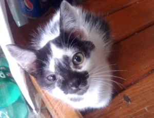 Gato raça Indefinida idade 2 a 6 meses nome Sem Nome