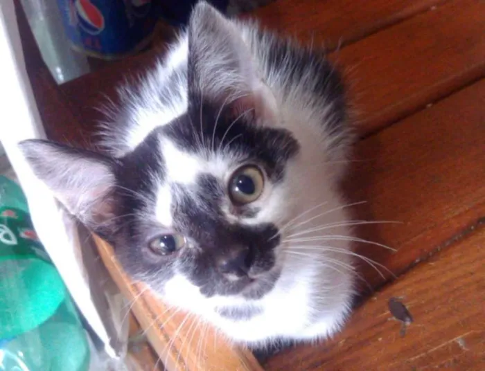 Gato ra a Indefinida idade 2 a 6 meses nome Sem Nome