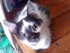 Gato raça Indefinida idade 2 a 6 meses nome Sem Nome