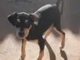 Igor