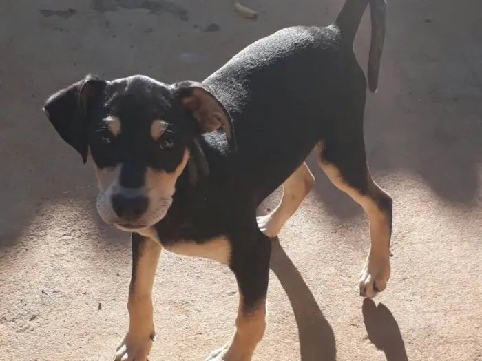 Cachorro ra a SRD idade 2 a 6 meses nome Igor