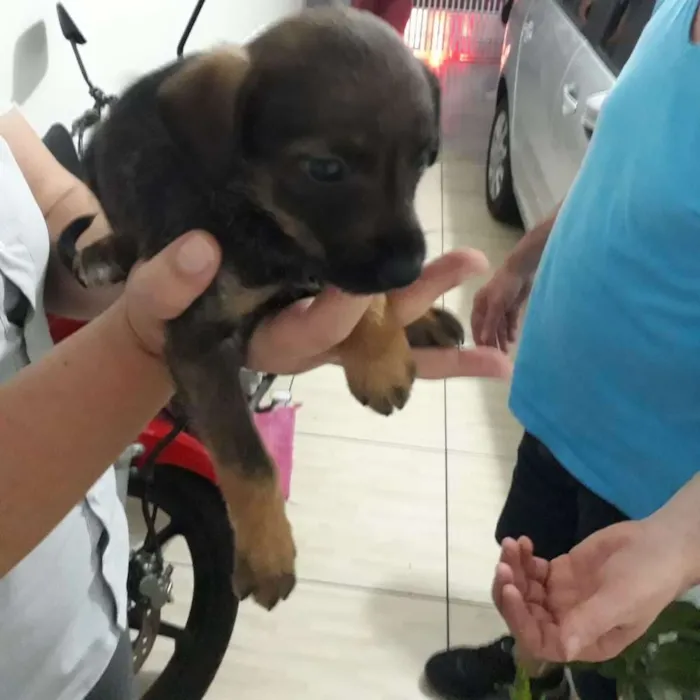 Cachorro ra a Indefinida idade Abaixo de 2 meses nome Sem nome