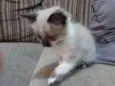 Lua