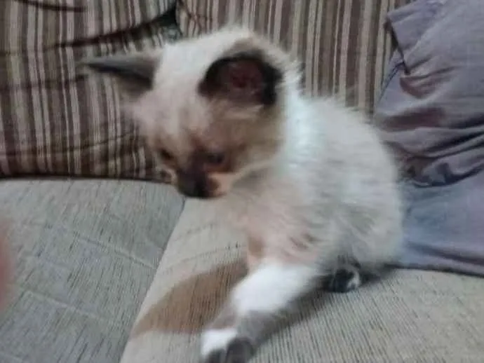 Gato ra a Viralata idade 2 a 6 meses nome Lua