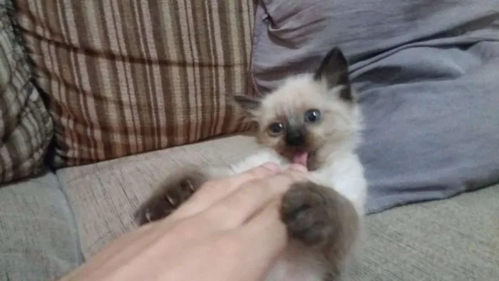 Gato ra a Viralata idade 2 a 6 meses nome Lua