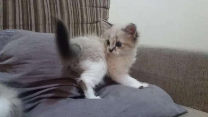 Gato ra a Vira lata idade 2 a 6 meses nome Nina