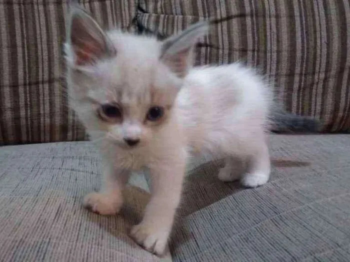 Gato ra a Vira lata idade 2 a 6 meses nome Nina