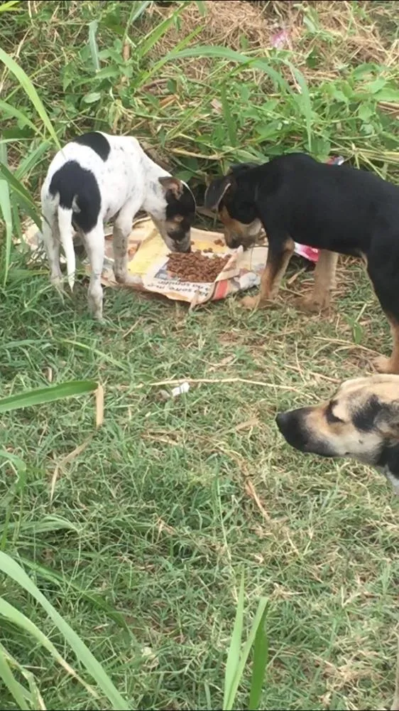 Cachorro ra a Vira lata idade 2 a 6 meses nome Não tem