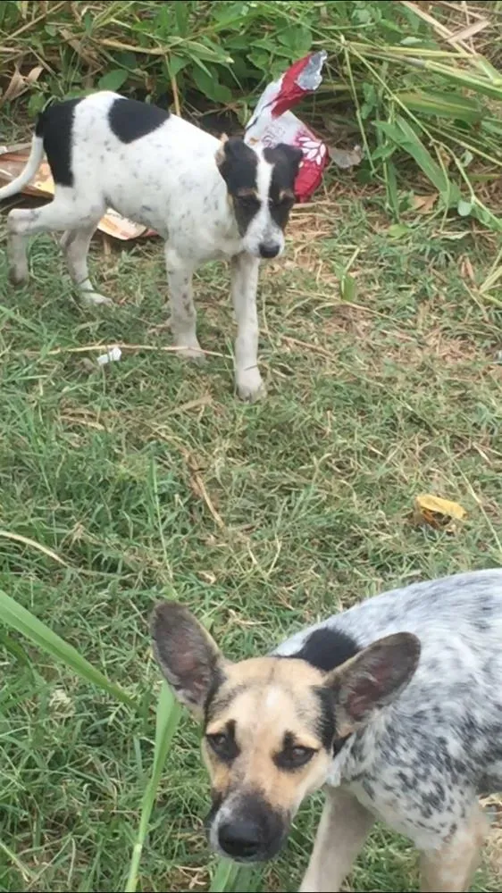 Cachorro ra a Vira lata idade 2 a 6 meses nome Não tem