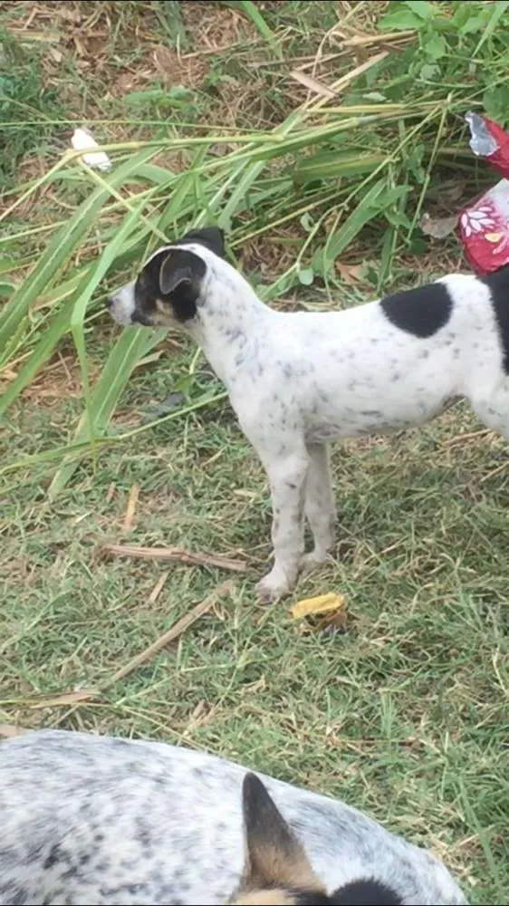 Cachorro ra a Vira lata idade 2 a 6 meses nome Não tem