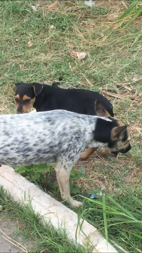 Cachorro ra a Vira lata idade 2 a 6 meses nome Não tem