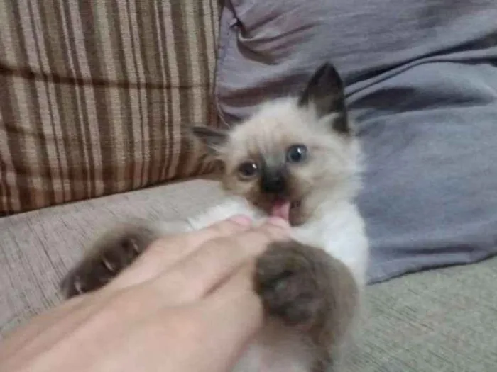 Gato ra a Vira lata idade 2 a 6 meses nome Nina