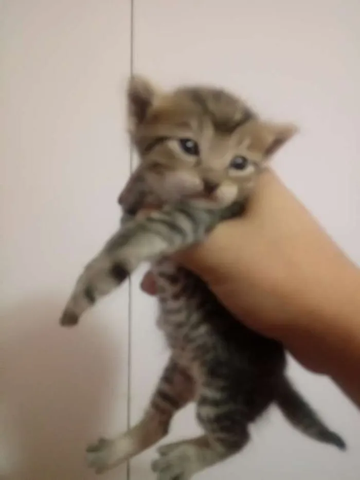 Gato ra a  idade Abaixo de 2 meses nome Filhotes