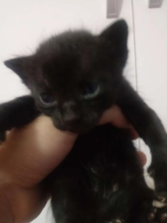 Gato ra a  idade Abaixo de 2 meses nome Filhotes