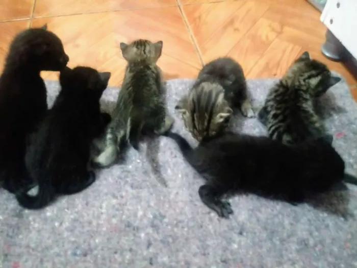 Gato ra a  idade Abaixo de 2 meses nome Filhotes
