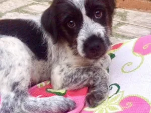 Cachorro raça Vira-lata idade 2 a 6 meses nome Lulu